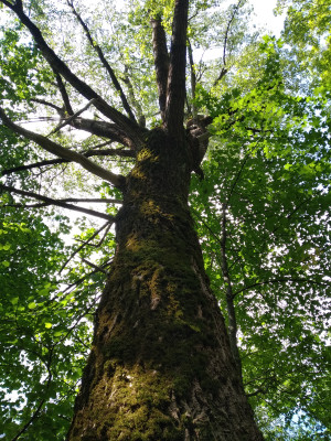 Baum1