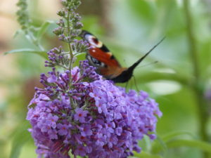 Schmetterling