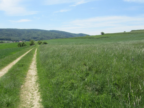 Feld Wiese Weg