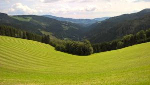 Übergangwaldwiese
